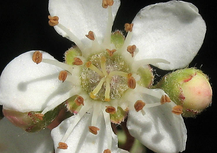 Detailed Picture 1 of Pyracantha angustifolia