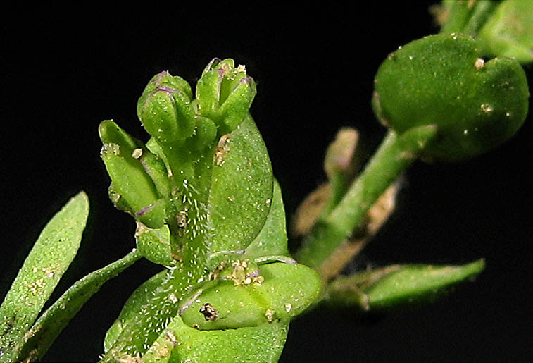 Detailed Picture 2 of Lepidium strictum