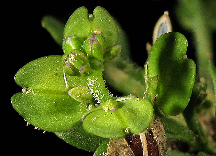 Detailed Picture 1 of Lepidium strictum