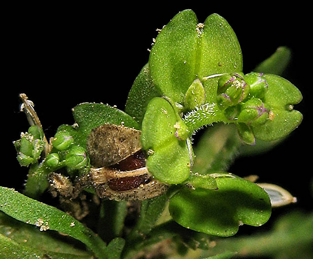 Detailed Picture 3 of Lepidium strictum