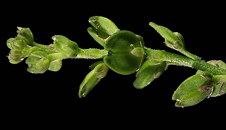 Detailed Picture 4 of Lepidium strictum