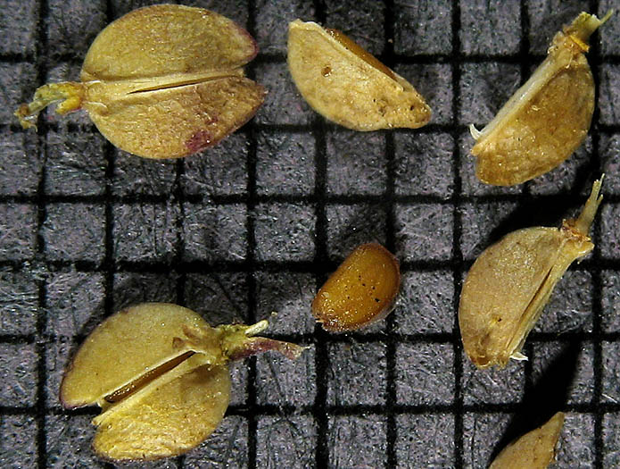 Detailed Picture 9 of Lepidium strictum