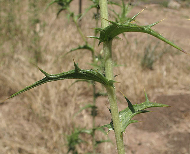 Detailed Picture 5 of Carthamus lanatus