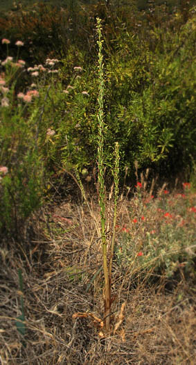 Detailed Picture 4 of Piperia cooperi