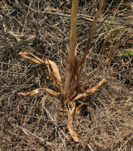 Detailed Picture 7 of Piperia cooperi