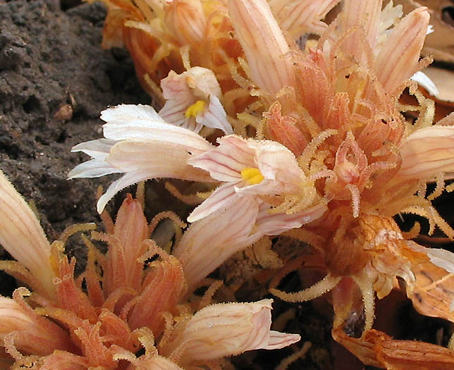Detailed Picture 3 of Aphyllon vallicolum