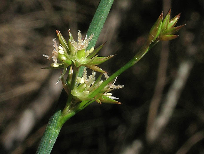 Detailed Picture 3 of Juncus patens