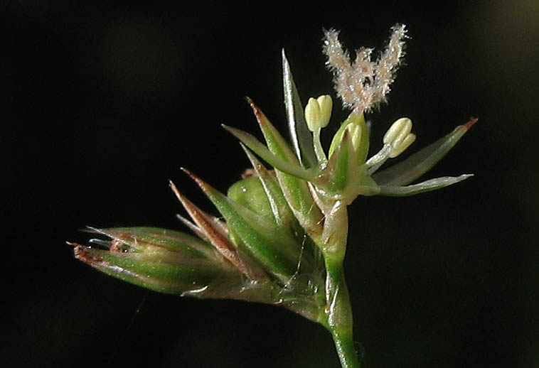 Detailed Picture 2 of Juncus patens