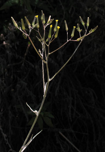 Detailed Picture 4 of Senecio quadridentatus