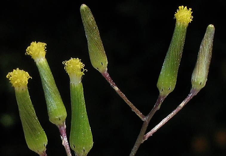 Detailed Picture 3 of Senecio quadridentatus