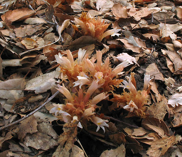 Detailed Picture 5 of Aphyllon vallicolum