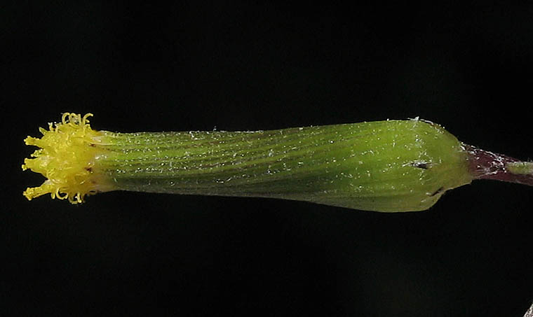 Detailed Picture 1 of Senecio quadridentatus