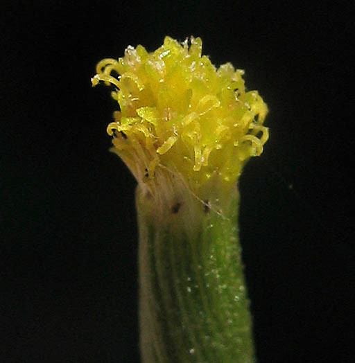 Detailed Picture 2 of Senecio quadridentatus