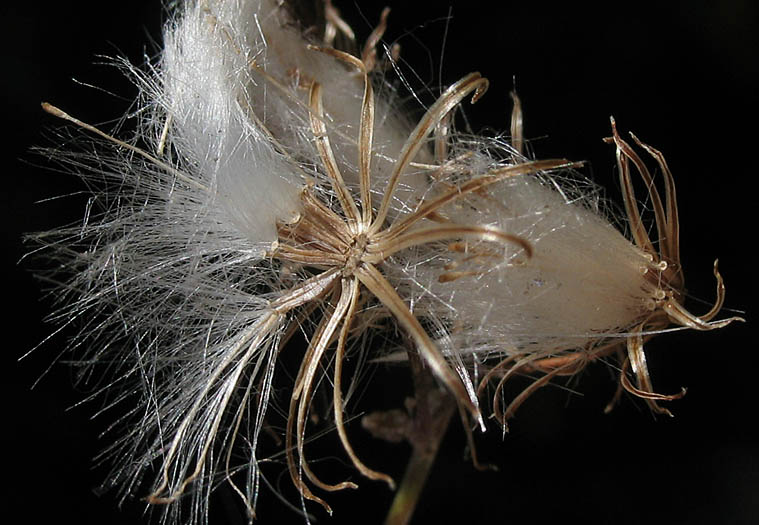 Detailed Picture 8 of Senecio quadridentatus