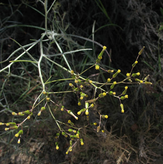 Detailed Picture 5 of Senecio quadridentatus