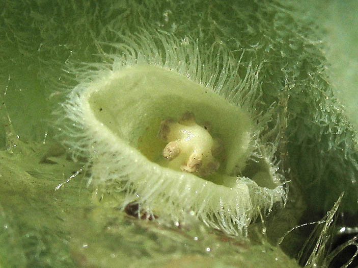 Detailed Picture 1 of Pistia stratiotes