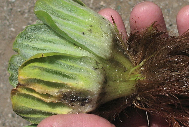 Detailed Picture 4 of Pistia stratiotes