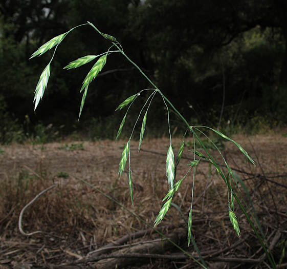 Detailed Picture 2 of Bromus catharticus var. catharticus