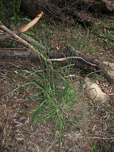 Detailed Picture 3 of Bromus catharticus var. catharticus