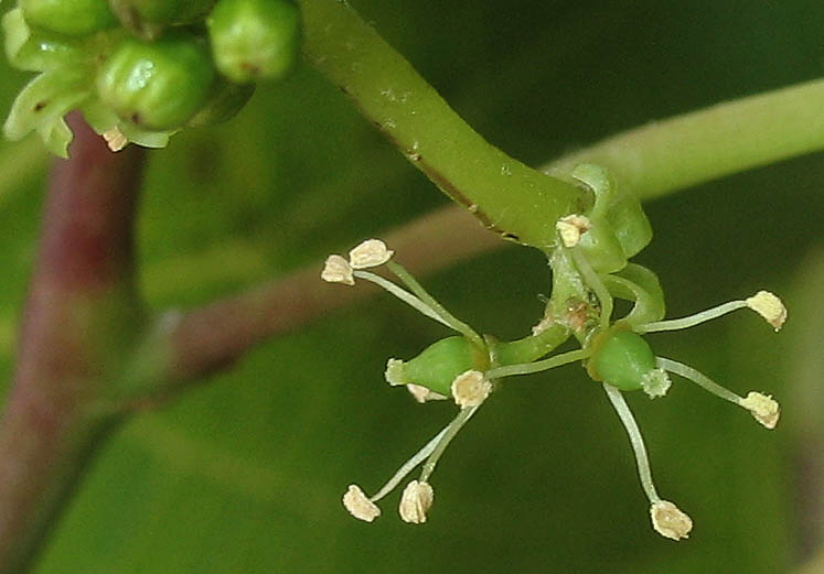 Detailed Picture 2 of Vitis vinifera