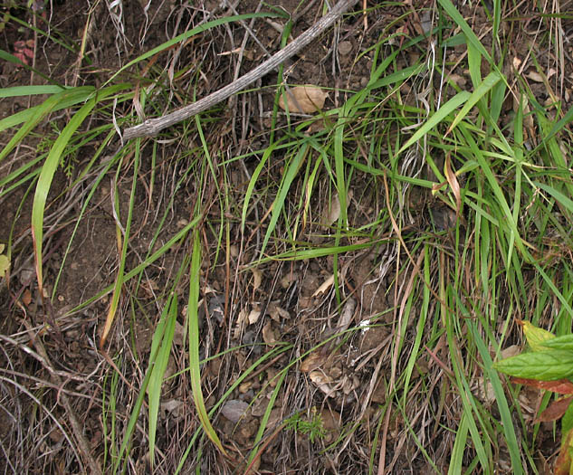 Detailed Picture 3 of Bromus pseudolaevipes