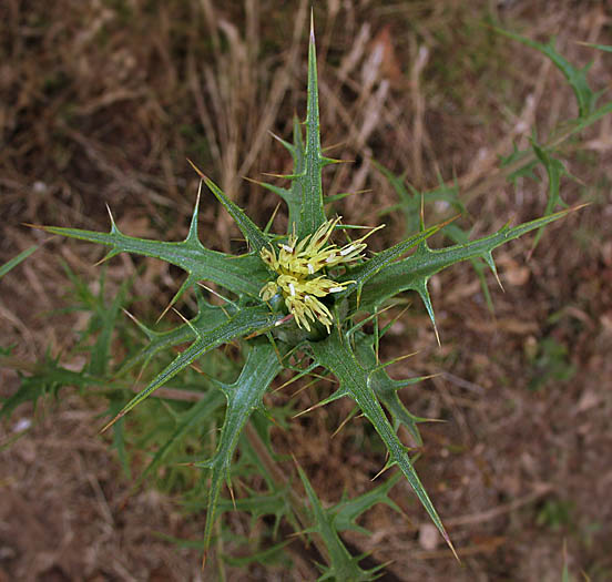 Detailed Picture 1 of Carthamus lanatus