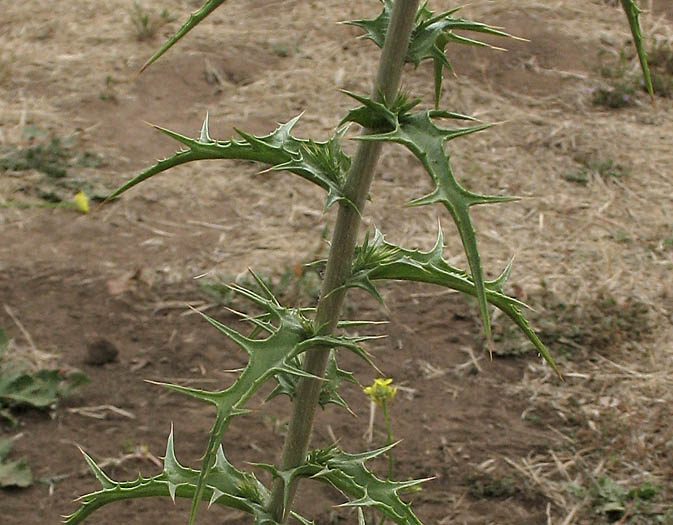 Detailed Picture 6 of Carthamus lanatus