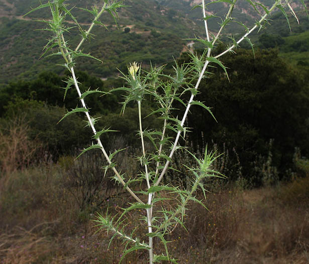 Detailed Picture 4 of Carthamus lanatus