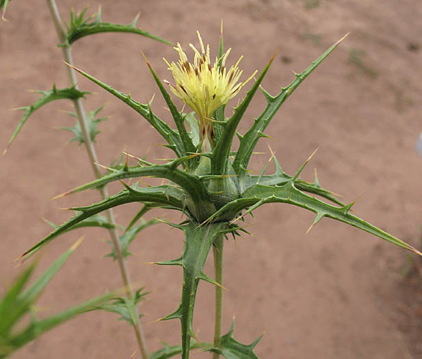 Detailed Picture 2 of Carthamus lanatus