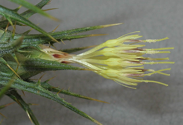 Detailed Picture 3 of Carthamus lanatus