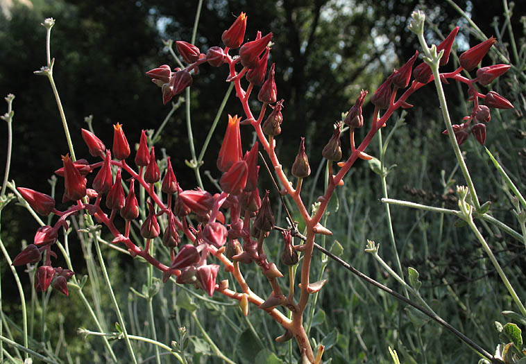 Detailed Picture 4 of Dudleya palmeri