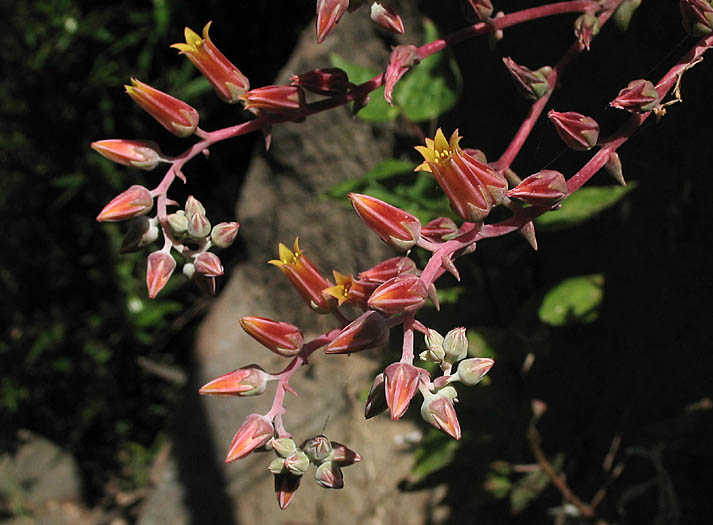 Detailed Picture 3 of Dudleya palmeri