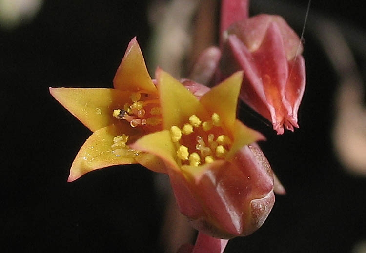 Detailed Picture 1 of Dudleya palmeri