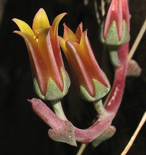 Detailed Picture 2 of Dudleya palmeri