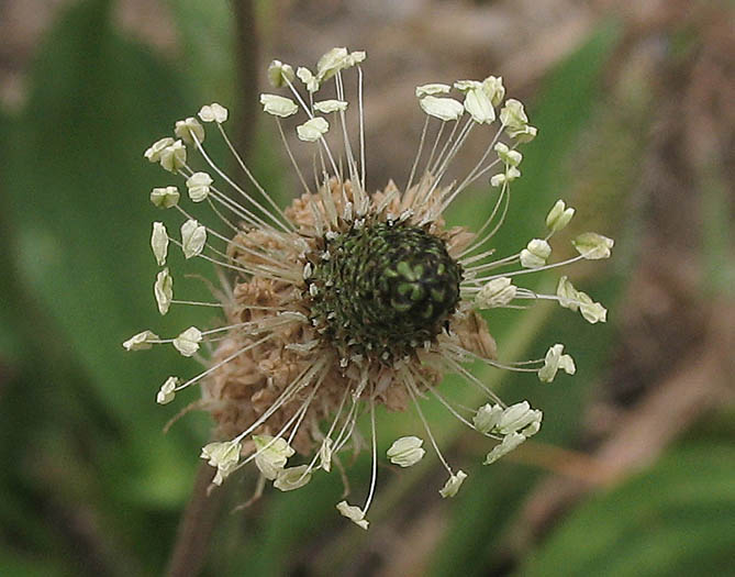 Detailed Picture 1 of Plantago lanceolata