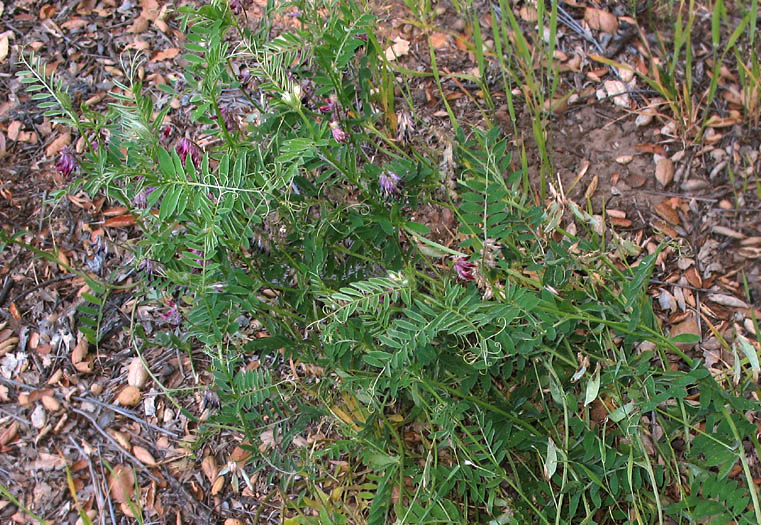 Detailed Picture 4 of Vicia benghalensis