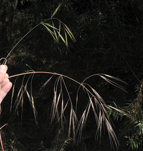 Detailed Picture 6 of Bromus madritensis