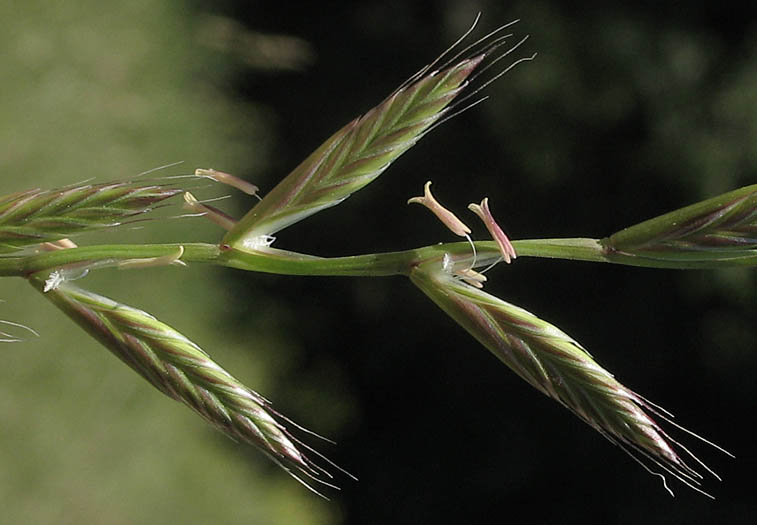 Detailed Picture 3 of Festuca perennis