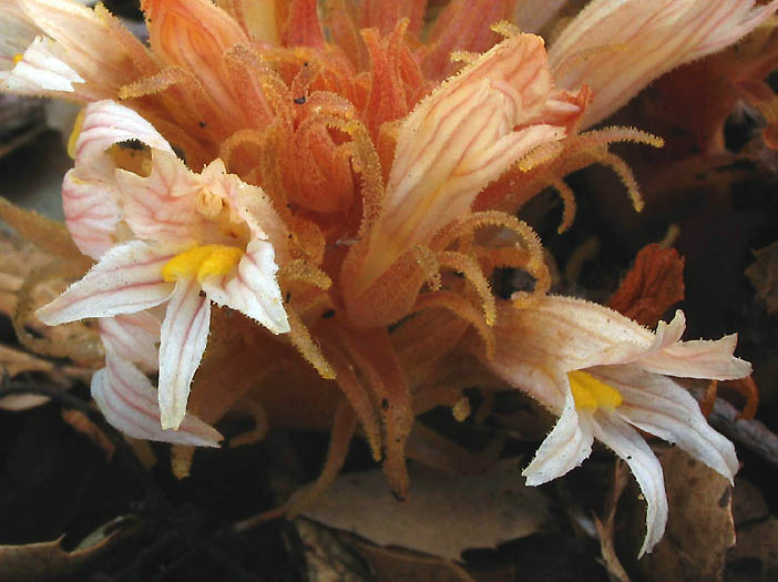 Detailed Picture 2 of Aphyllon vallicolum