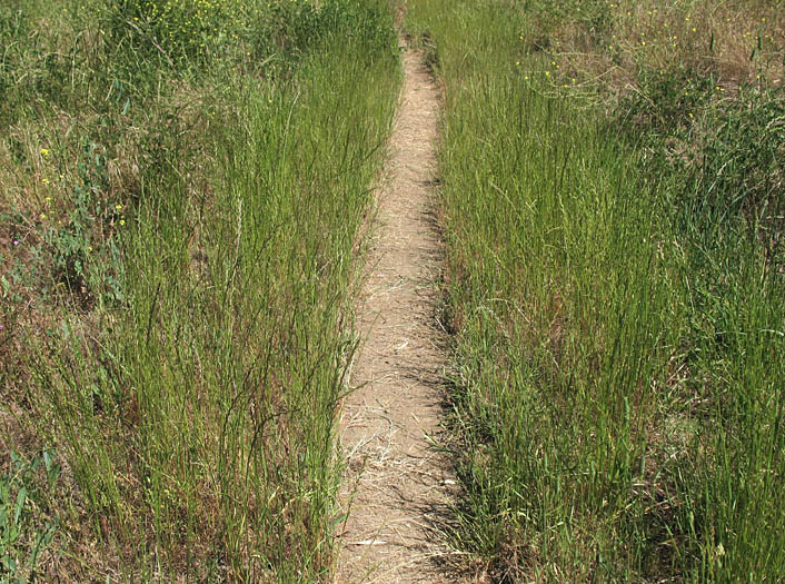 Detailed Picture 7 of Festuca perennis