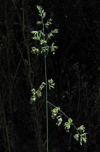 Detailed Picture 5 of Dactylis glomerata