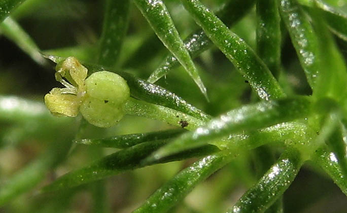 Detailed Picture 3 of Galium andrewsii