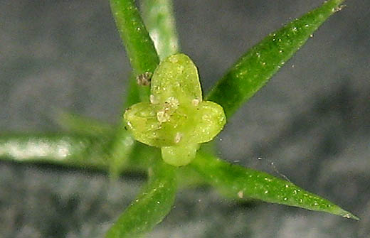 Detailed Picture 2 of Galium andrewsii