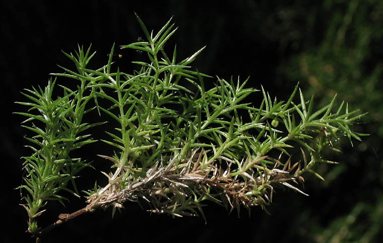 Detailed Picture 5 of Galium andrewsii