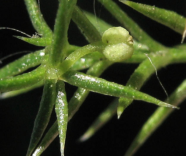 Detailed Picture 6 of Galium andrewsii