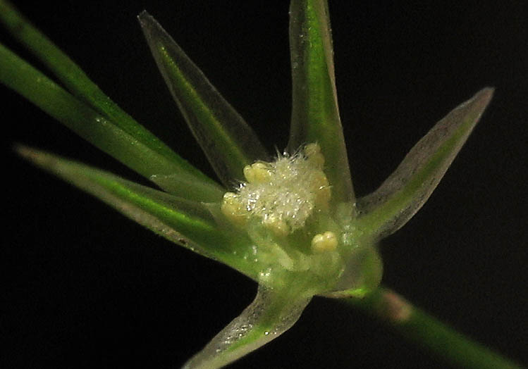 Detailed Picture 1 of Juncus bufonius var. bufonius