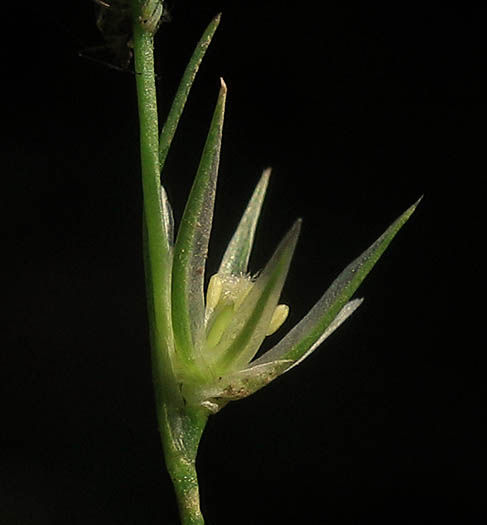 Detailed Picture 3 of Juncus bufonius var. bufonius