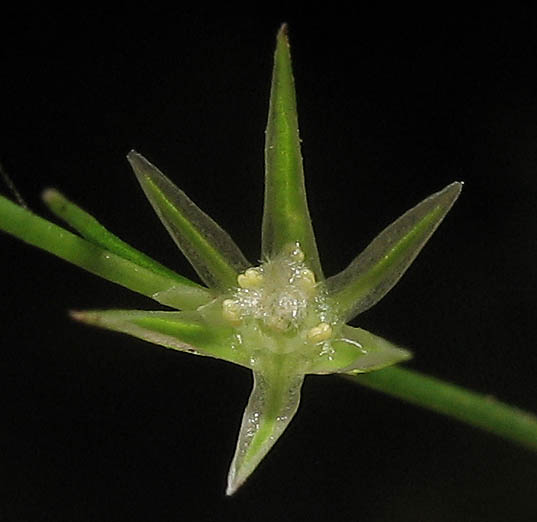 Detailed Picture 2 of Juncus bufonius var. bufonius