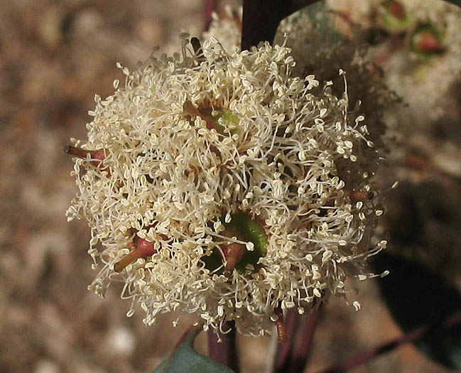 Detailed Picture 2 of Eucalyptus camaldulensis