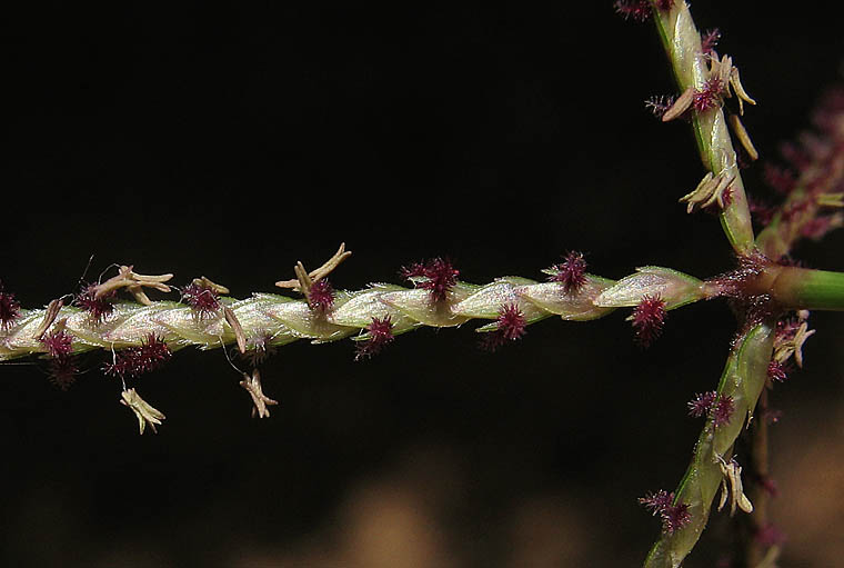 Detailed Picture 2 of Cynodon dactylon